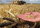 Вице-губернатор Андрей Кнорр: «Хороший урожай на томских полях – результат слаженной работы крестьян и технического перевооружения хозяйств»