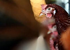 Минсельхоз России: растет производство мяса птицы