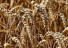 Томские аграрии собрали рекордный урожай зерновых и зернобобовых за последние 20 лет