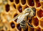 Томские пасечники обсудят областной закон «О пчеловодстве» на региональном форуме