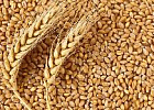 Россия может экспортировать 44 млн тонн зерна в текущем сельхозгоду
