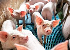В Томской области поголовье свиней и птицы выросло почти на 2%