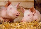 По итогам I квартала производство свинины увеличилось на 5,3%