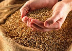 Доля продовольственного зерна в новом урожае снизилась