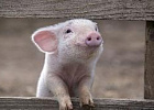 Производство свиней за январь-апрель 2021 года увеличилось на 2,1%