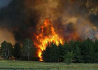 Губернатор ввел особый противопожарный режим в лесах области
