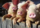 Поголовье свиней, спасенное из пожара в Черной Речке, временно размещено в совхозе «Чернореченский»