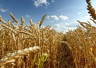 Трипс, гельминтоспориоз и мучнистая роса: качество и объемы урожая зерновых будут зависеть от ухода за посевами