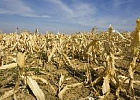 Уральские аграрии потеряли половину урожая зерновых из-за засухи