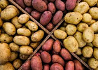 Уральские ученые разработали технологию выращивания картофеля, повышающую урожайность