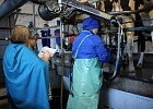 В Томской области выберут лучшего оператора машинного доения