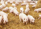 Томская область в рейтинге регионов – лидеров по росту производства свинины 