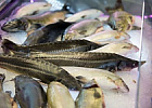 Рыбная ассоциация предлагает ввести «плавающие» пошлины на экспорт рыбы