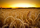 В России появятся арбитры для зерновых споров