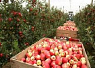 В 2018 году в России ожидается урожай фруктов и ягод в 3,3 миллиона тонн