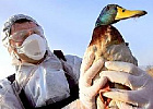 Томская область вошла в зону риска по распространению птичьего гриппа