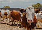 Минсельхоз Коми предложил аграриям субсидии на покупку коров в лизинг