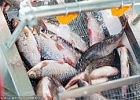 Томская область в 2020 году планирует выловить рекордный объем рыбы 
