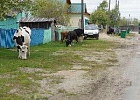 В Томской области продолжат работу по учету сельхозживотных и недопущению бродяжничества скота
