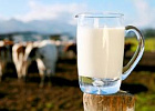 Цены на сырое молоко растут вторую неделю подряд