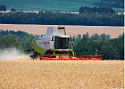 Урожай зерна в Томской области составил 332 тысячи тонн в бункерном весе